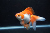 Ryukin Long Tail Red White 4.5 Inch (ID#1213Ry7b-5) Free2Day SHIPPING