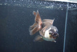 Thai Oranda  Panda 4.5 Inch (ID#1004To2b-103) Free2Day SHIPPING