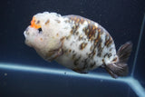 Jumbo Ranchu  Calico 5.5 Inch (ID#1015To10a-91)