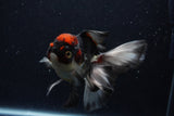 Thai Oranda  Tricolor 5.5 Inch (ID#1129To6c-107)