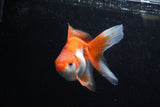 Ryukin Long Tail Red White 4.5 Inch (ID#1213Ry7b-5) Free2Day SHIPPING