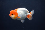 Juvenile Lionchu  Red White 3.5 Inch (ID#408R11b-8) Free2Day SHIPPING