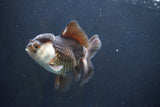 Thai Oranda  Panda 4.5 Inch (ID#1004To2b-103) Free2Day SHIPPING