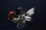 Thai Oranda  Tricolor 5.5 Inch (ID#1129To6c-107)