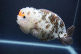 Jumbo Ranchu  Calico 5.5 Inch (ID#1015To10a-91)