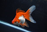 Ryukin Long Tail Red White 4.5 Inch (ID#1213Ry7b-5) Free2Day SHIPPING