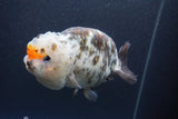 Jumbo Ranchu  Calico 5.5 Inch (ID#1015To10a-91)