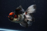 Thai Oranda  Tricolor 5.5 Inch (ID#1129To6c-107)