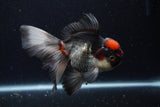 Thai Oranda  Tricolor 5.5 Inch (ID#1129To6c-107)