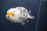 Jumbo Ranchu  Calico 5.5 Inch (ID#1015To10a-91)