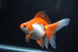 Ryukin Long Tail Red White 4.5 Inch (ID#1213Ry7b-5) Free2Day SHIPPING