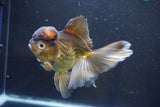 Thai Oranda  Bronze 6 Inch (ID#1004To2b-104) Free2Day SHIPPING