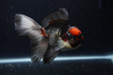 Thai Oranda  Tricolor 5.5 Inch (ID#1129To6c-107)