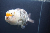 Jumbo Ranchu  Calico 5.5 Inch (ID#1015To10a-91)