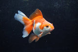 Ryukin Long Tail Red White 4.5 Inch (ID#1213Ry7b-5) Free2Day SHIPPING