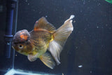 Thai Oranda  Bronze 6 Inch (ID#1004To2b-104) Free2Day SHIPPING