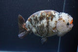 Jumbo Ranchu  Calico 5.5 Inch (ID#1015To10a-91)