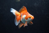 Ryukin Long Tail Red White 4.5 Inch (ID#1213Ry7b-5) Free2Day SHIPPING