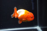 Juvenile Lionchu  Red White 3.5 Inch (ID#408R11b-9) Free2Day SHIPPING