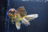 Thai Oranda  Bronze 6 Inch (ID#1004To2b-104) Free2Day SHIPPING