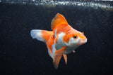 Ryukin Long Tail Red White 4.5 Inch (ID#1213Ry7b-5) Free2Day SHIPPING