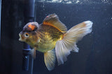 Thai Oranda  Bronze 6 Inch (ID#1004To2b-104) Free2Day SHIPPING