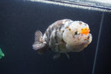 Jumbo Ranchu  Calico 5.5 Inch (ID#1015To10a-91)