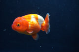 Juvenile Lionchu  Red White 3.5 Inch (ID#408R11b-9) Free2Day SHIPPING