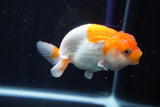 Juvenile Lionchu  Red White 3.5 Inch (ID#830R11a-68) Free2Day SHIPPING