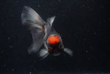 Thai Oranda  Tricolor 5.5 Inch (ID#1129To6c-107)