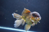 Thai Oranda  Bronze 6 Inch (ID#1004To2b-104) Free2Day SHIPPING