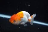 Juvenile Lionchu  Red White 3.5 Inch (ID#830R11a-68) Free2Day SHIPPING