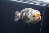 Jumbo Ranchu  Calico 5.5 Inch (ID#1015To10a-91)