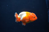 Juvenile Lionchu  Red White 3.5 Inch (ID#408R11b-9) Free2Day SHIPPING