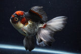 Thai Oranda  Tricolor 5.5 Inch (ID#1129To6c-107)