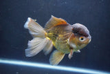 Thai Oranda  Bronze 6 Inch (ID#1004To2b-104) Free2Day SHIPPING