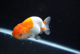 Juvenile Lionchu  Red White 3.5 Inch (ID#830R11a-68) Free2Day SHIPPING