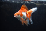 Ryukin Long Tail Red White 4.5 Inch (ID#1213Ry7b-5) Free2Day SHIPPING