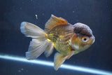 Thai Oranda  Bronze 6 Inch (ID#1004To2b-104) Free2Day SHIPPING