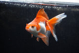 Ryukin Long Tail Red White 4.5 Inch (ID#1213Ry7b-5) Free2Day SHIPPING