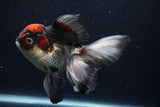 Thai Oranda  Tricolor 5.5 Inch (ID#1129To6c-107)