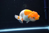 Juvenile Lionchu  Red White 3.5 Inch (ID#830R11a-68) Free2Day SHIPPING