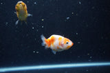 2Pack Ranchu   2.5 Inch (ID#228RPTD-7) Free2Day SHIPPING