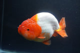 Jumbo Ranchu  Red White 5.5 Inch (ID#1015To10a-92)