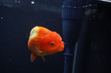 Juvenile Lionchu  Red White 3.5 Inch (ID#408R11b-9) Free2Day SHIPPING
