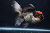 Thai Oranda  Tricolor 5.5 Inch (ID#1129To6c-107)