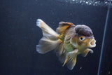 Thai Oranda  Bronze 6 Inch (ID#1004To2b-104) Free2Day SHIPPING