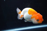 Juvenile Lionchu  Red White 3.5 Inch (ID#830R11a-68) Free2Day SHIPPING