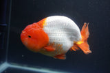 Jumbo Ranchu  Red White 5.5 Inch (ID#1015To10a-92)