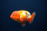 Juvenile Lionchu  Red White 3.5 Inch (ID#408R11b-9) Free2Day SHIPPING